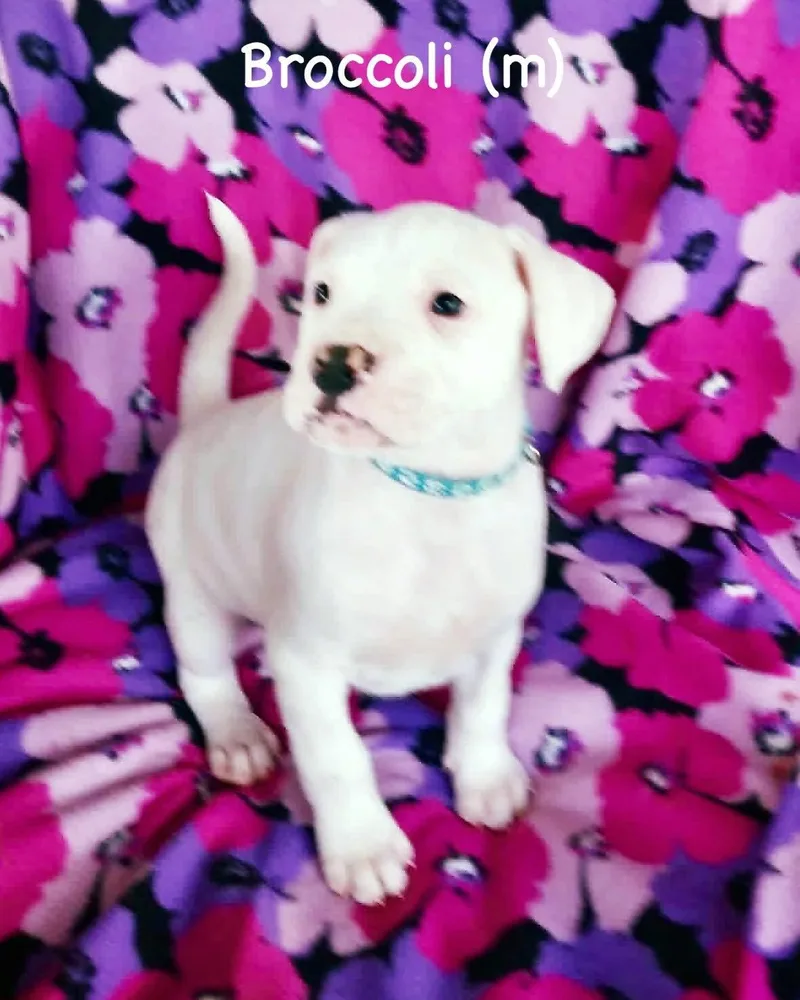 A baby medium-sized male Boxer dog named Veg Litter  Brocoli for adoption in Monticello, NY