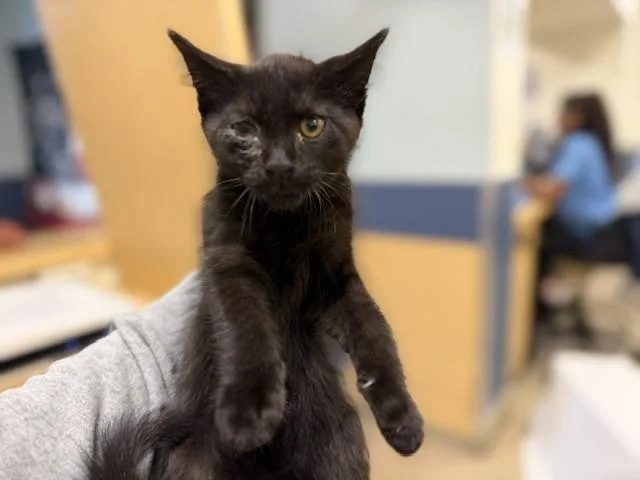 A baby small-sized male Domestic Short Hair cat named Cookie for adoption in Miami, FL