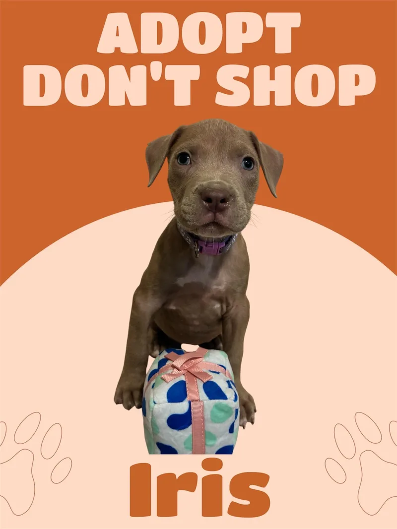 A baby medium-sized female Gray / Blue / Silver American Staffordshire Terrier dog named Iris for adoption in Arlington, TX