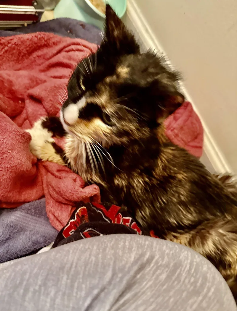 Brownie The Caturgent!