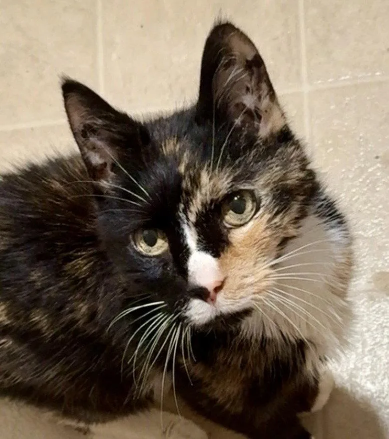 Brownie The Caturgent! thumbnail 2