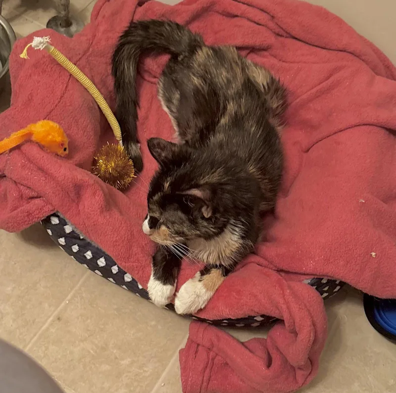Brownie The Caturgent! thumbnail 3
