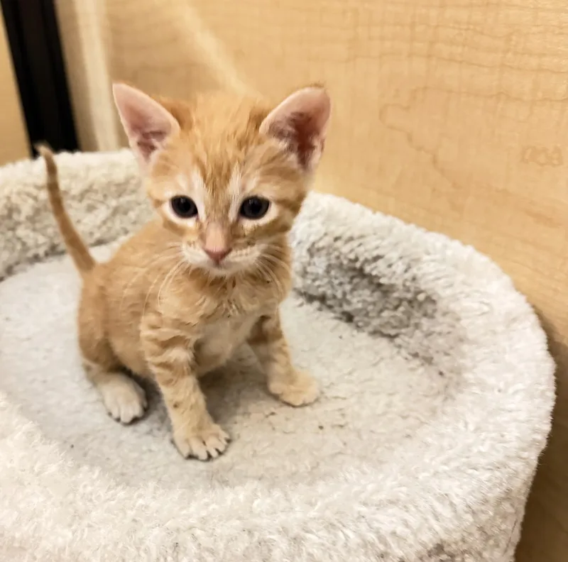 A baby small-sized female Domestic Short Hair cat named Chimera for adoption in Dixon, CA