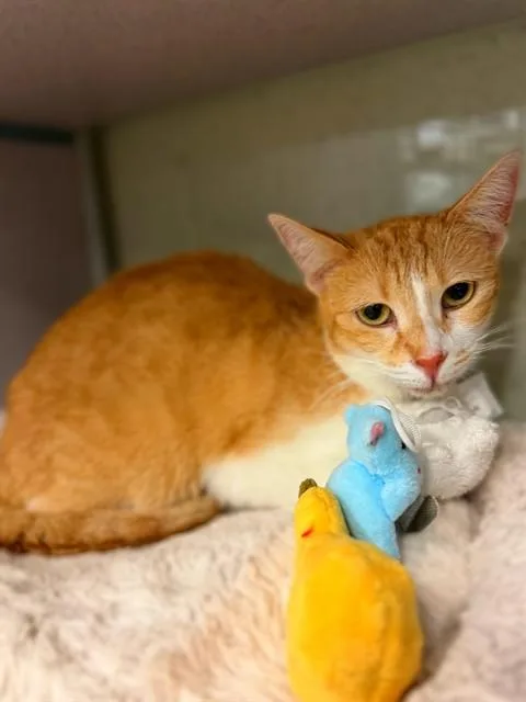 An adult medium-sized female Domestic Short Hair cat named Abby for adoption in Agoura, CA
