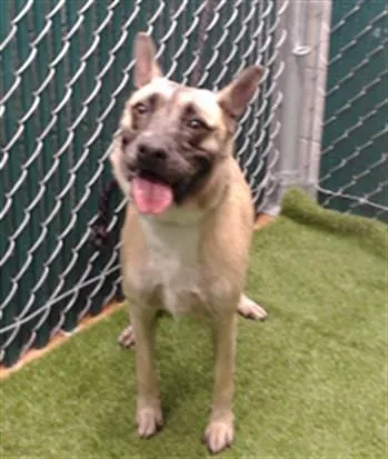 An adult medium-sized female German Shepherd Dog dog named Molly for adoption in Downey, CA