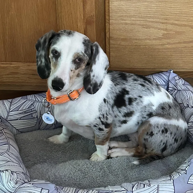 An adult small-sized female Gray / Blue / Silver Dachshund dog named Smores for adoption in Lincolnshire, IL