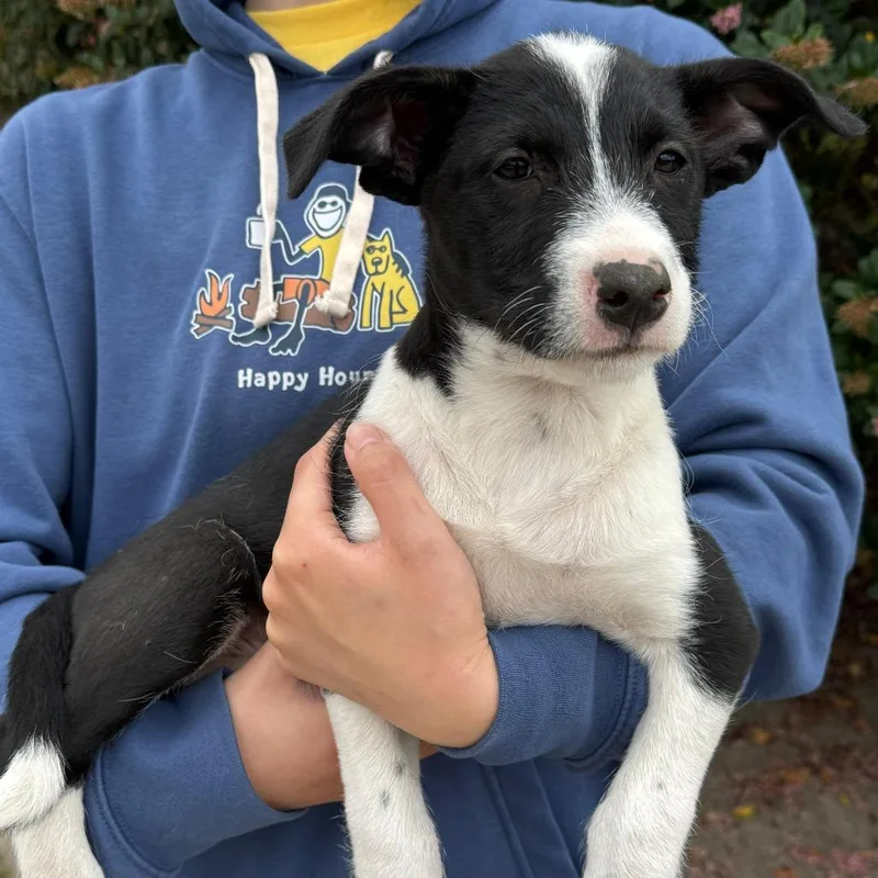 A baby small-sized female Black Border Collie dog named Victoria for adoption in San Diego, CA