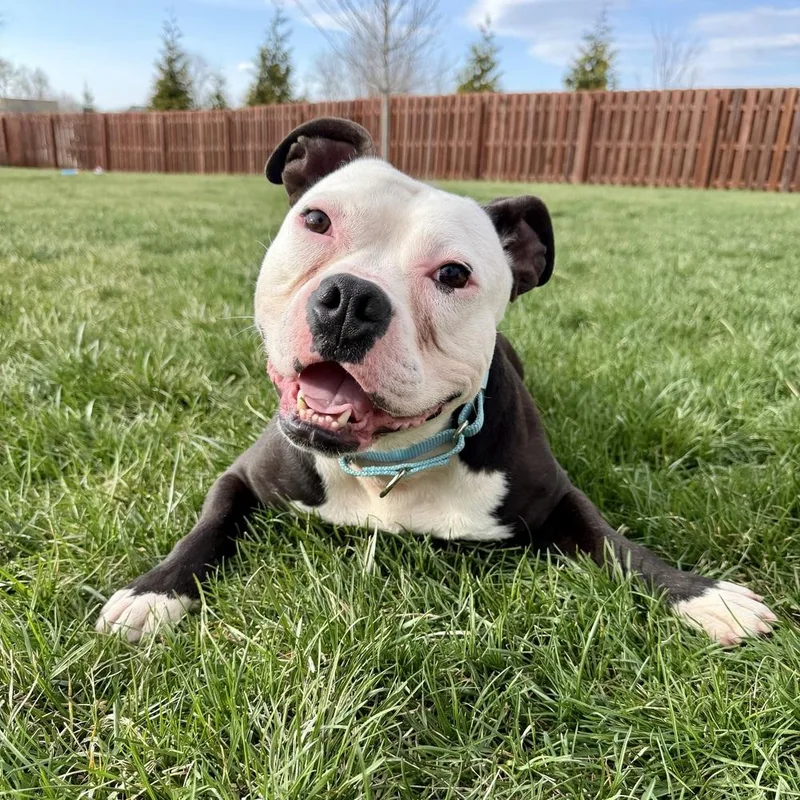 An adult medium-sized male American Bulldog dog named Sonic for adoption in Muskego, WI