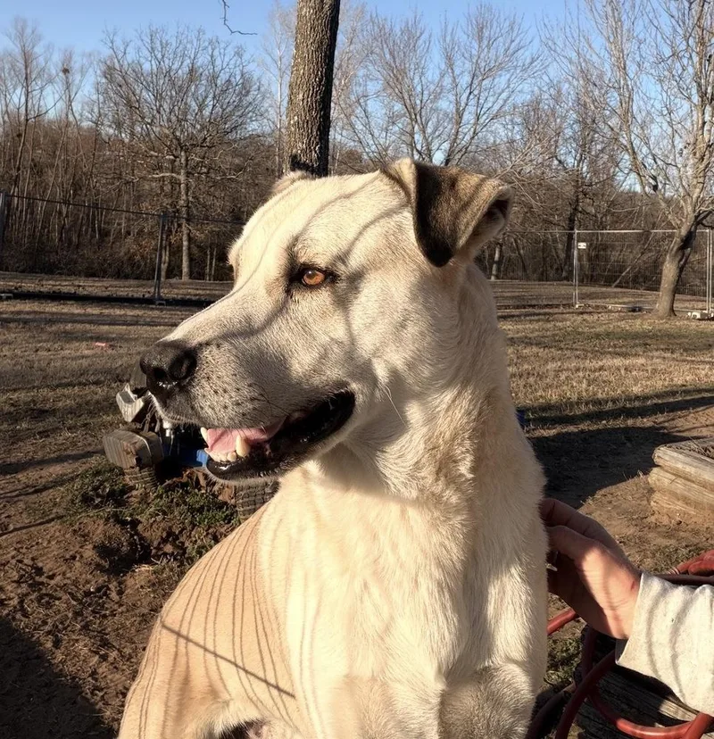 A young large-sized male White / Cream Shar-Pei dog named Samson for adoption in Tulsa, OK