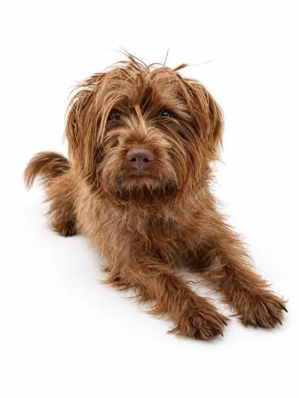 A young small-sized female Yorkshire Terrier dog named Sophie for adoption in Bowling Green, KY