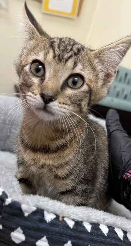 A baby medium-sized female Tabby (Brown / Chocolate) Domestic Short Hair cat named Dj for adoption in Charleston, SC