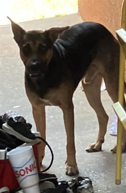 A young large-sized male Mixed Breed dog named Sammy for adoption in Dallas, TX
