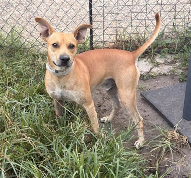 A young medium-sized male Staffordshire Bull Terrier dog named Twix for adoption in Houston, TX