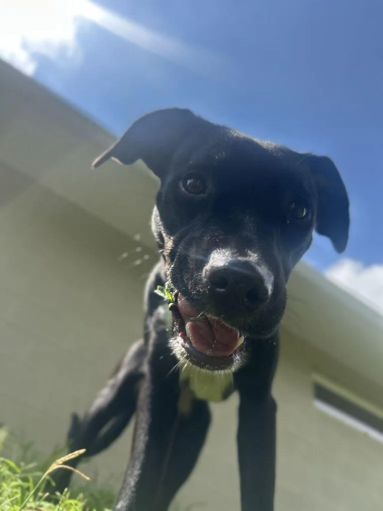 A baby medium-sized female Pit Bull Terrier dog named Pippin for adoption in Athens, AL