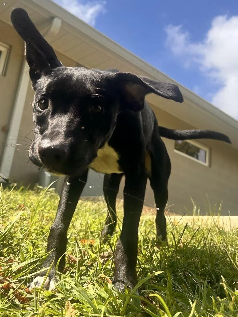 Pippin thumbnail 2