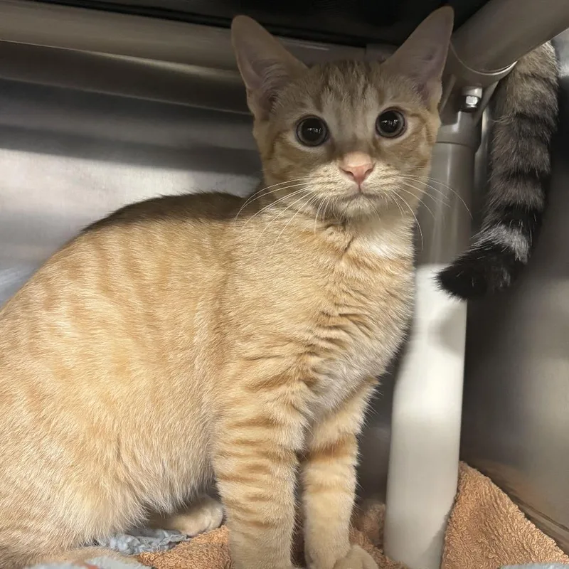 A baby small-sized male Orange / Red Domestic Short Hair cat named Fireball for adoption in Newark, DE