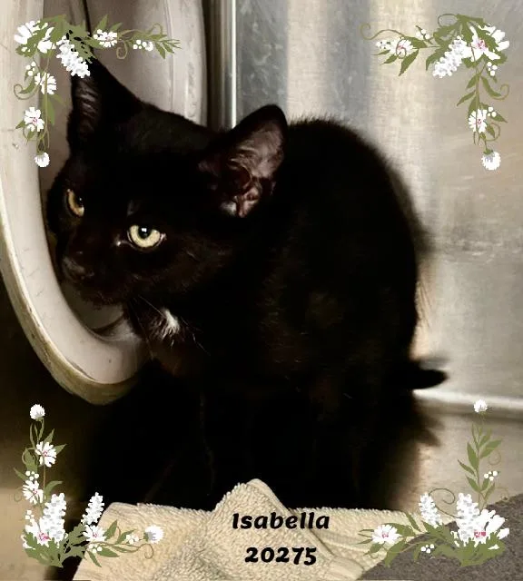 A baby small-sized female Black Domestic Short Hair cat named Isabella for adoption in Marietta, GA