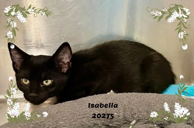 Isabella thumbnail 3