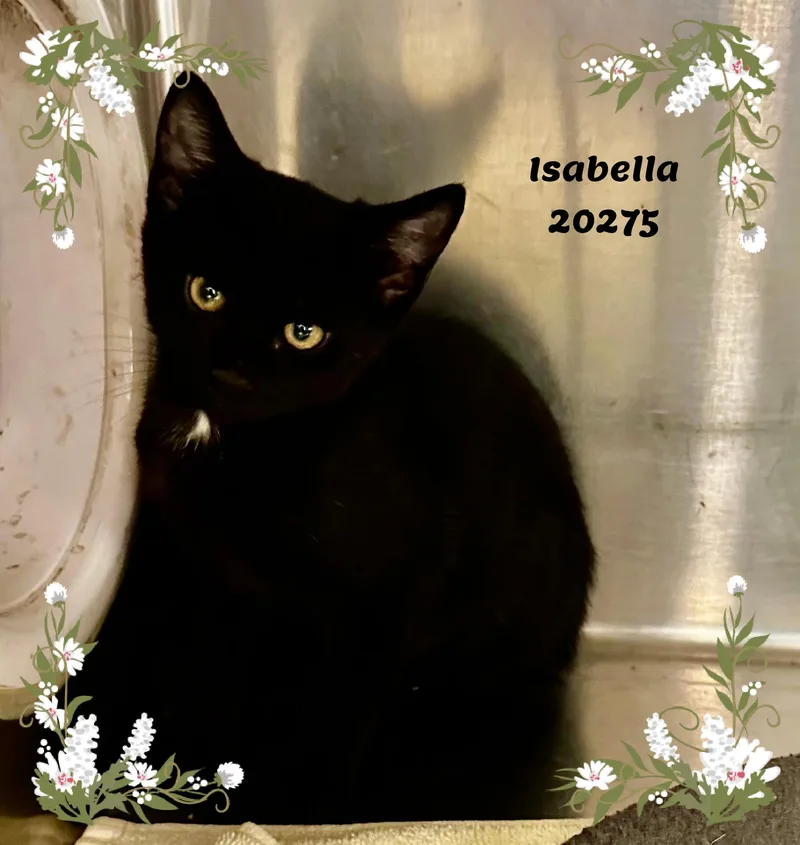 Isabella thumbnail 4