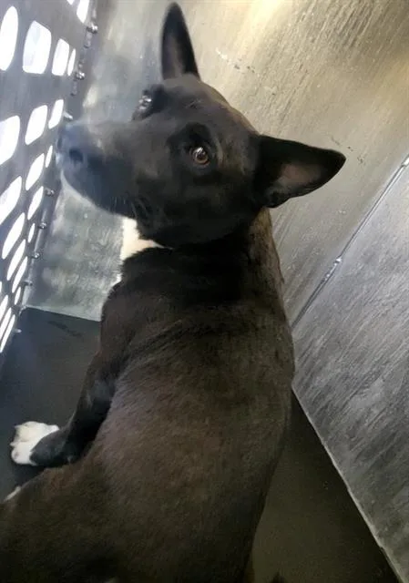 An adult small-sized male Terrier dog named Nato for adoption in San Antonio, TX