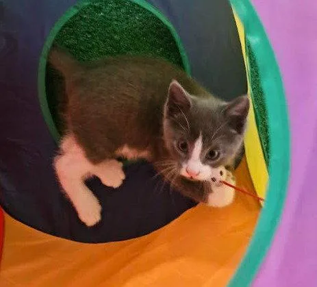 A baby medium-sized male Gray & White Domestic Short Hair cat named Chandler for adoption in Coralville, IA