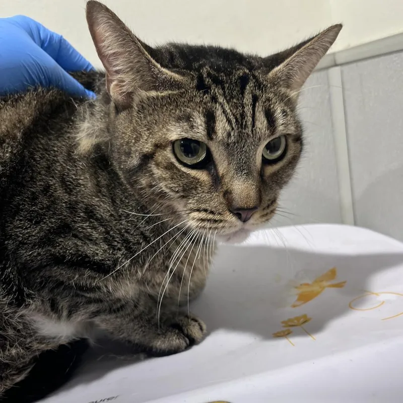 An adult extra large-sized male Gray / Blue / Silver Domestic Short Hair cat named Marco for adoption in Tampa, FL