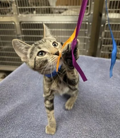 A baby small-sized male Domestic Short Hair cat named Jinx for adoption in Westland, MI