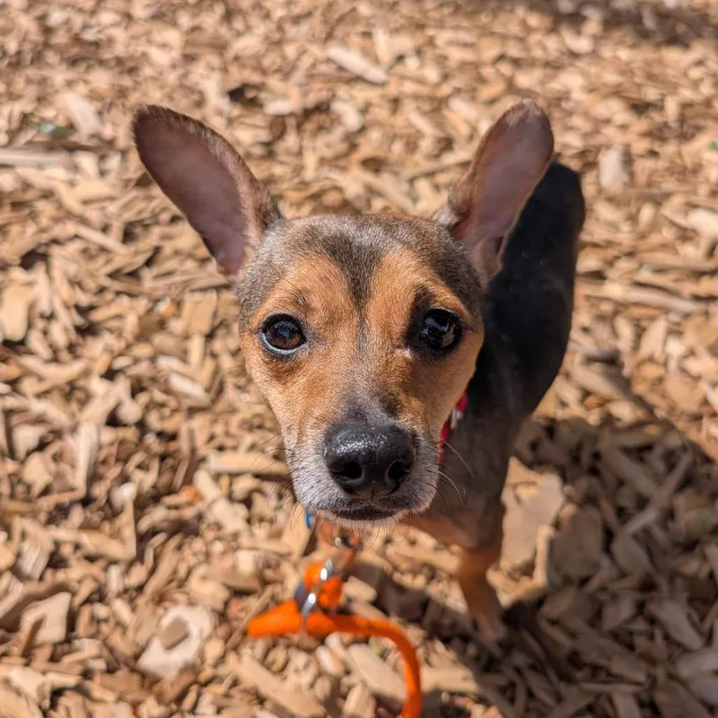 An adult small-sized male Black Chihuahua dog named Wiley for adoption in Tacoma, WA