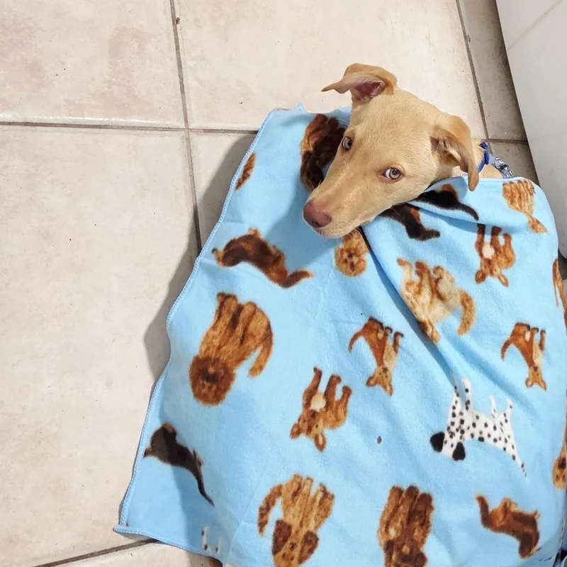 A baby medium-sized male Yellow / Tan / Blond / Fawn Labrador Retriever dog named French Baguette for adoption in West Palm Beach, FL