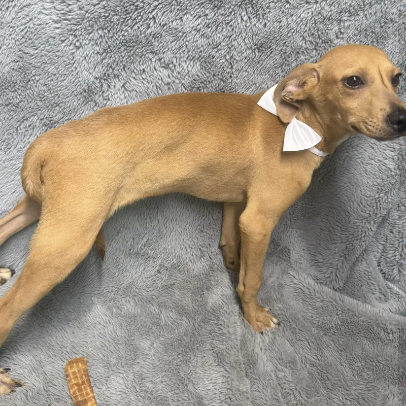 Slick Come Meet! thumbnail 2