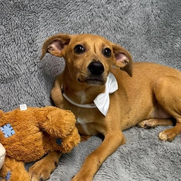 Slick Come Meet! thumbnail 3