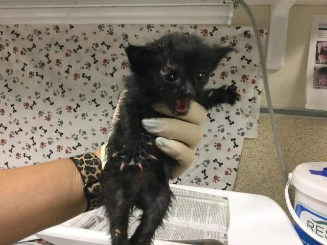 A baby small-sized male Domestic Short Hair cat named Snikers for adoption in Riverside, CA
