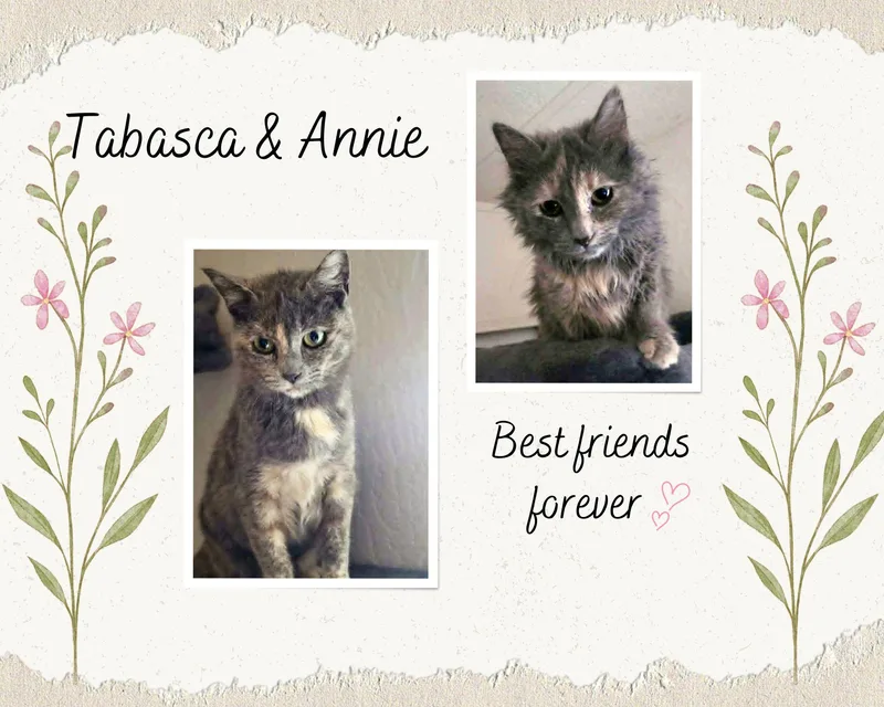 Annie And Tabasca thumbnail 2