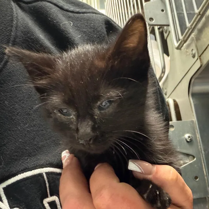 A baby small-sized female Black Domestic Short Hair cat named Sally for adoption in Lake Jackson, TX