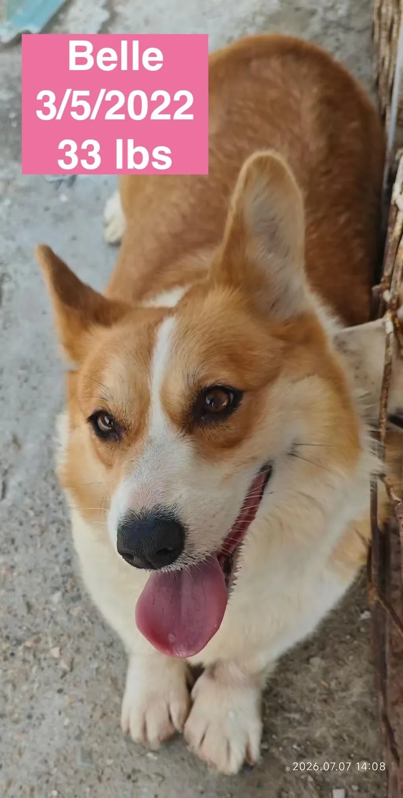Belle