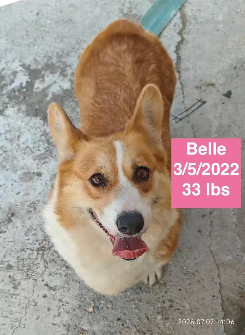 Belle thumbnail 2