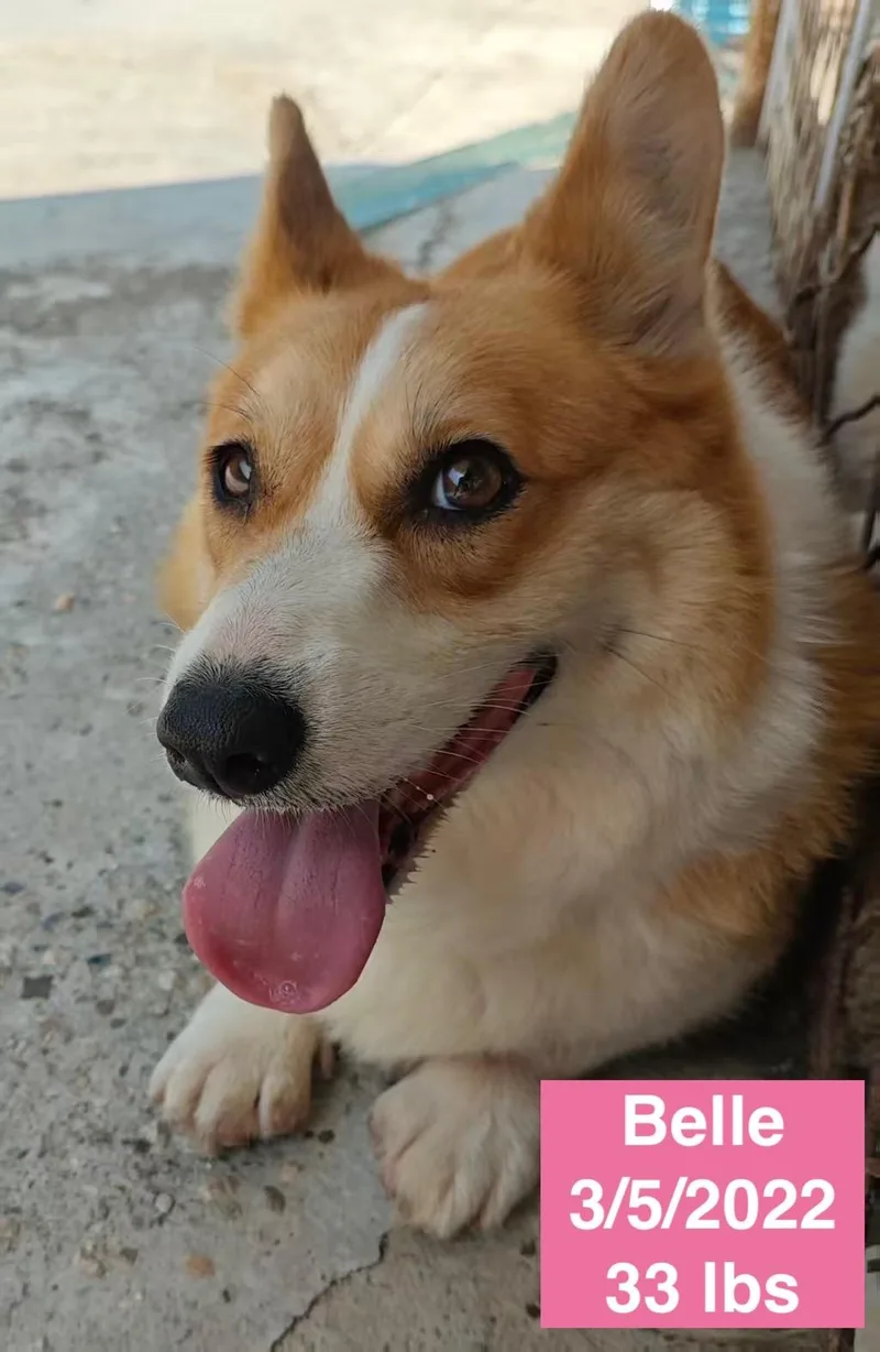 Belle thumbnail 3
