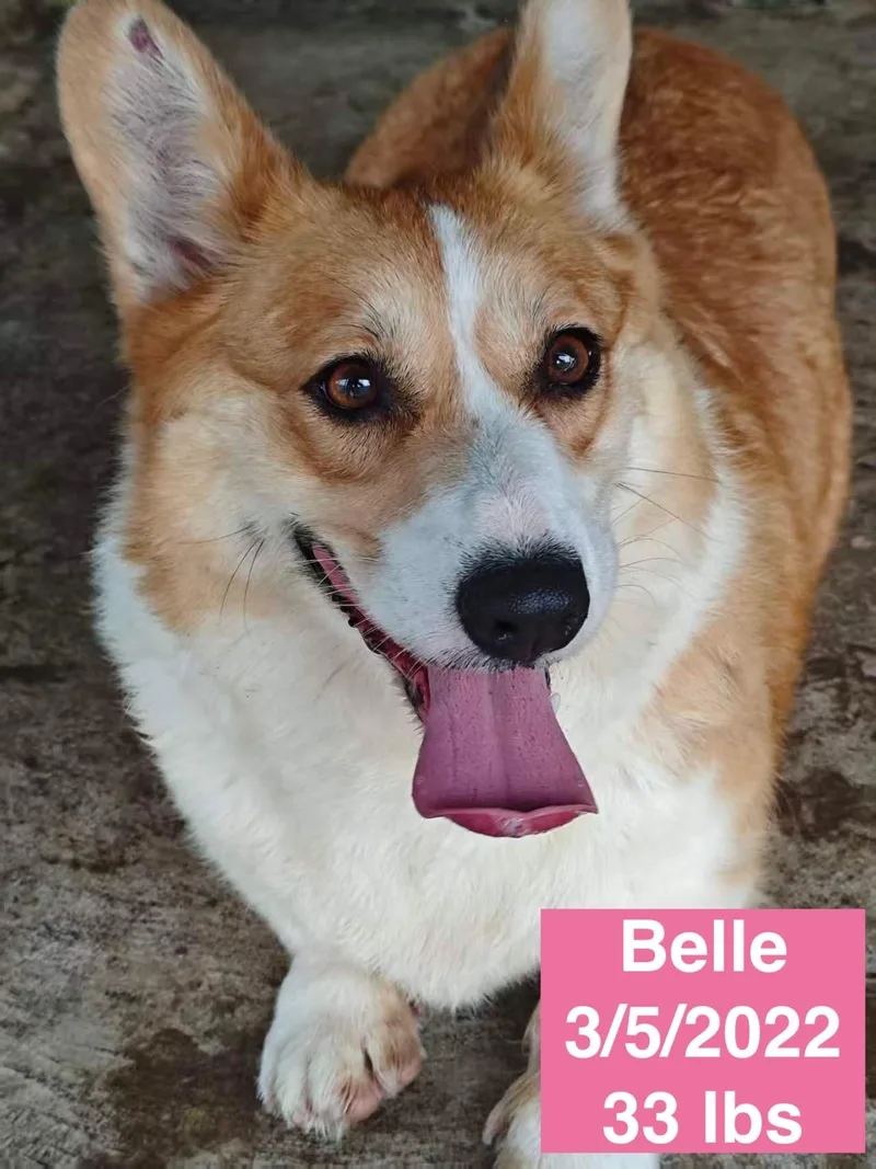 Belle thumbnail 4