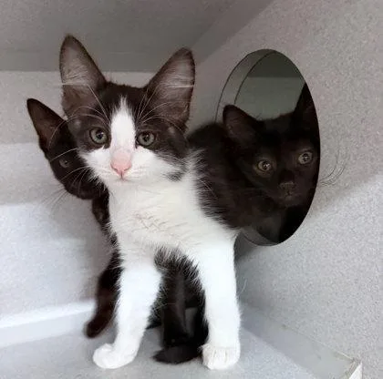A baby small-sized male Domestic Short Hair cat named Beanie Baby for adoption in Sacramento, CA