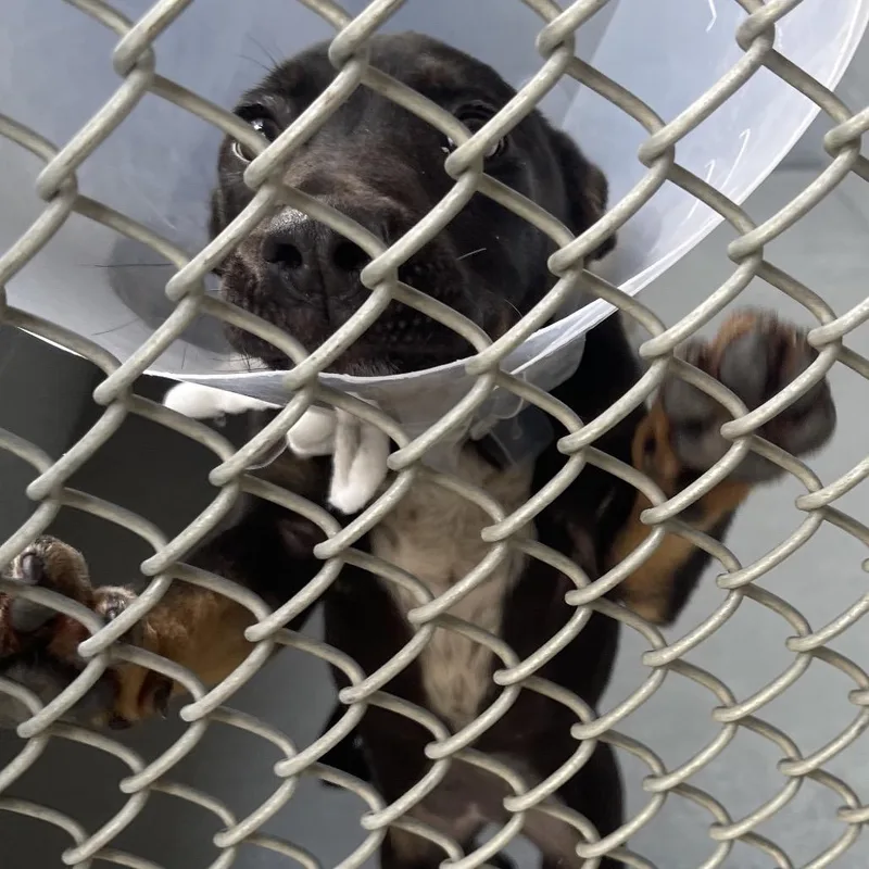 A baby small-sized female Black Mixed Breed dog named Sage for adoption in Blairsville, GA