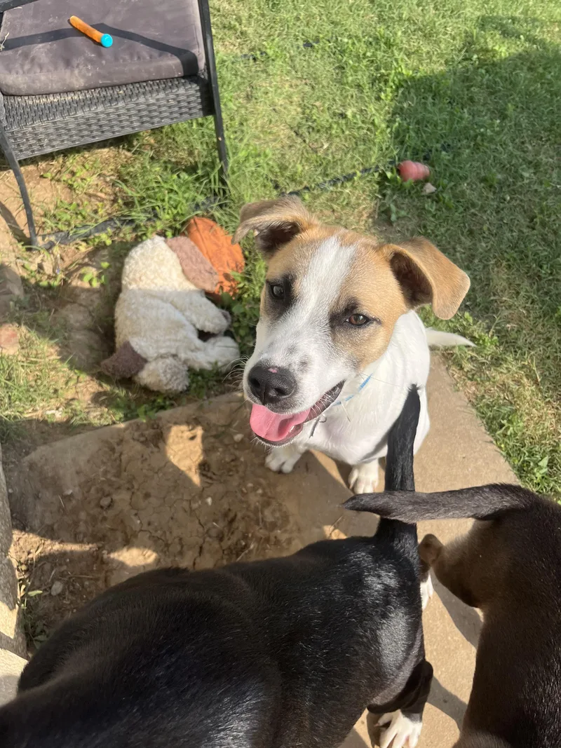 A baby medium-sized male Cattle Dog dog named Tony for adoption in Plano, TX
