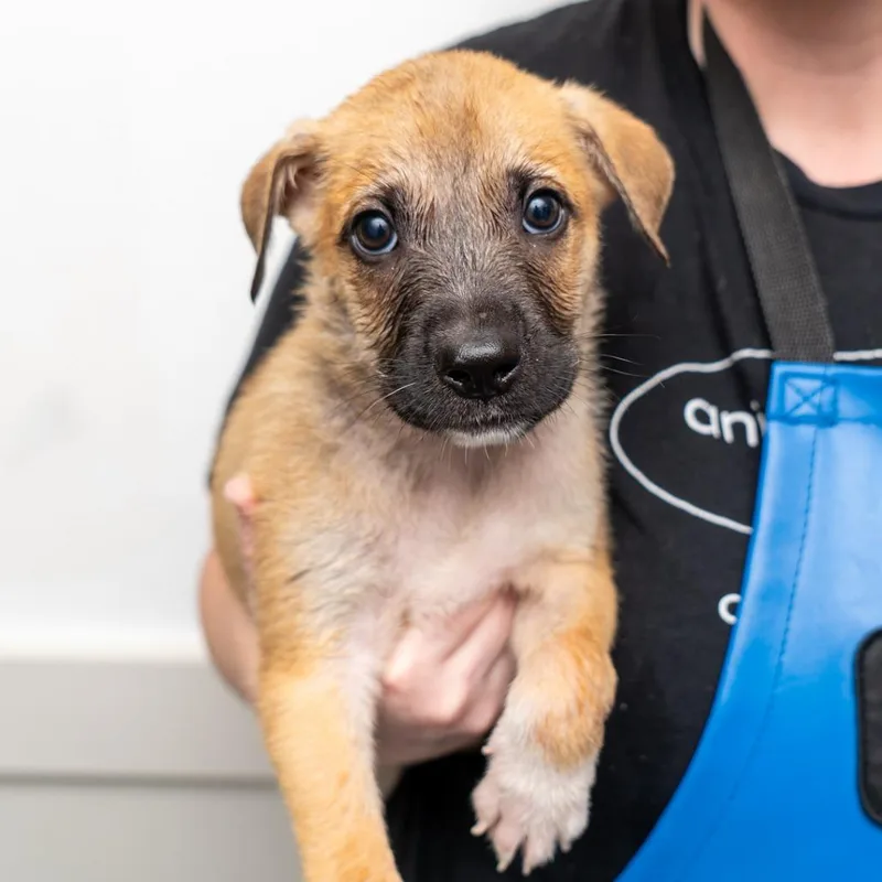 A baby medium-sized male Yellow / Tan / Blond / Fawn Mixed Breed dog named Bamboo for adoption in New York, NY