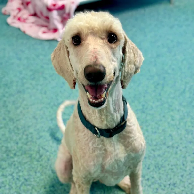 An adult medium-sized male White / Cream Mixed Breed dog named Biscuit for adoption in Naples, FL