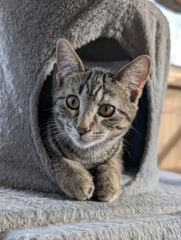 A young medium-sized female Tabby (Brown / Chocolate) Domestic Short Hair cat named Grazie for adoption in Adrian, MI