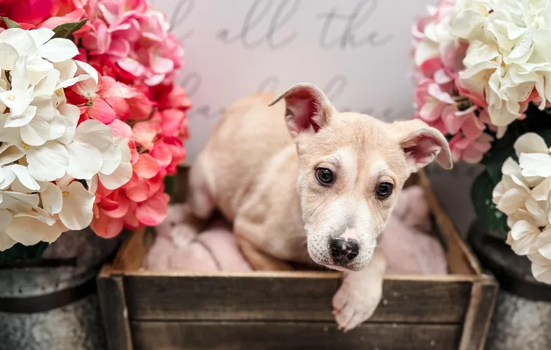 A young medium-sized female White / Cream Labrador Retriever dog named Burmilla for adoption in Newberg, OR
