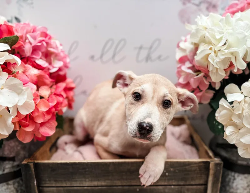 Burmilla thumbnail 2