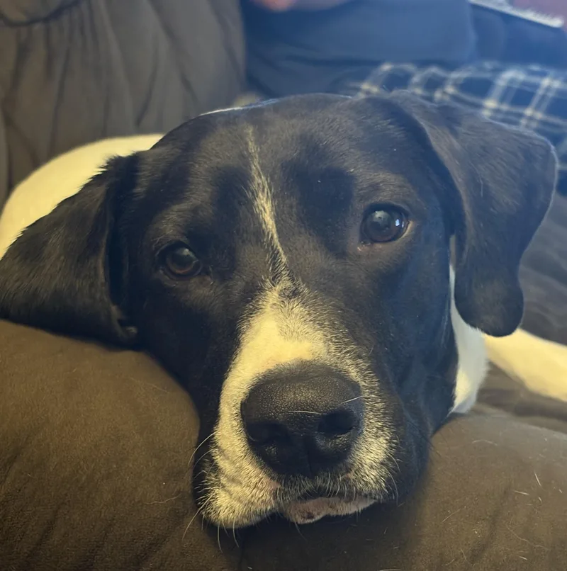 An adult medium-sized male Pointer dog named Hank for adoption in Hillsdale, NY