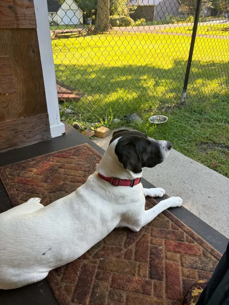 Hank thumbnail 2