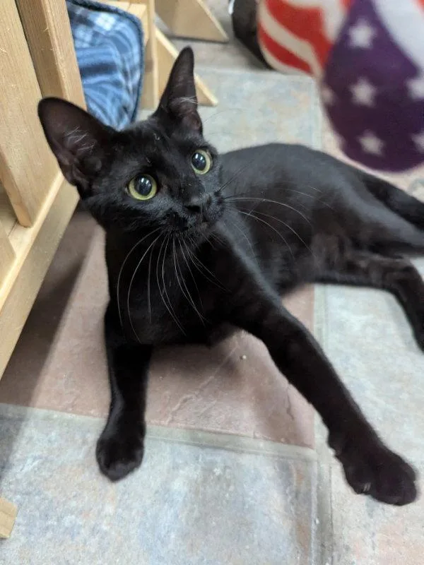 A young medium-sized male Black Domestic Short Hair cat named Erebus for adoption in Ocala, FL