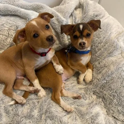 A baby small-sized male Yellow / Tan / Blond / Fawn Chihuahua dog named Patrick Carney for adoption in Redmond, WA